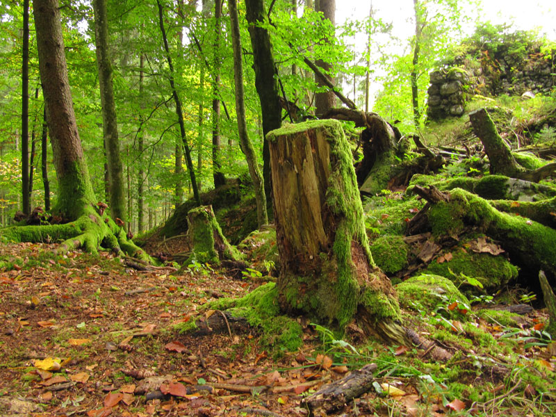 Waldspiele Kinder Spielen Draussen